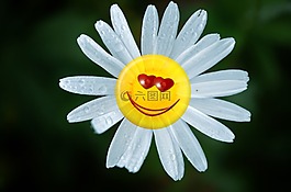瑪格麗特,花,圖釋