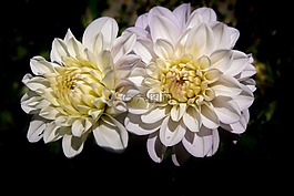 花,白,白色的花