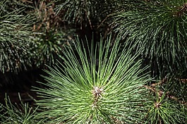 針葉樹,植物,葉子