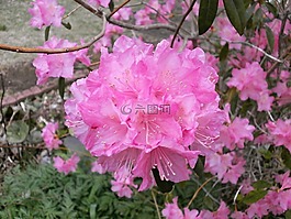 杜鹃,石南科,春天的花朵
