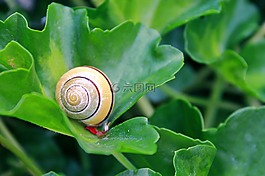 蝸牛,殼,軟體動物