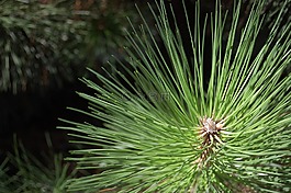 針葉樹,植物,葉子