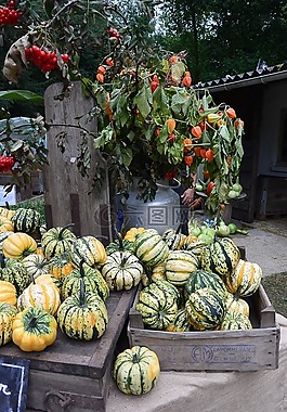 南瓜,葫蘆,蔬菜