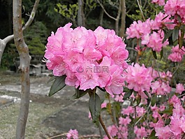 杜鹃,石南科,春天的花朵