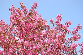 樹,鮮花,春
