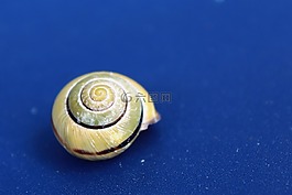 蝸牛,殼,軟體動(dòng)物