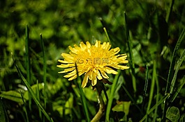 蒲公英,黃色,花