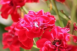 花,粉色,宏