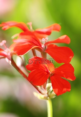 花,紅色,宏
