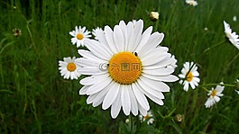 雛菊,花,宏
