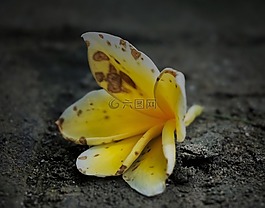 花,黃色,黃色的花