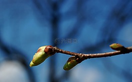 芽,開花,春