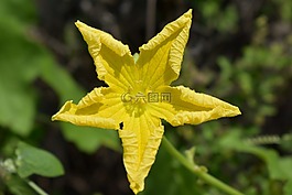 脊花葫蘆,黃色花,花