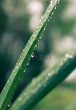 叶草,雨滴,一滴水