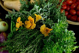 金蓮花,麝香草,中藥
