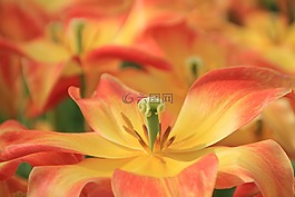花,開花,花萼