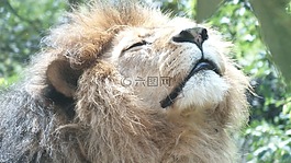 獅子,男性,動物