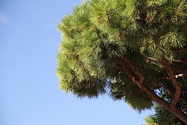 樹,植物,綠色