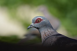 野生動(dòng)物,鳥,自然