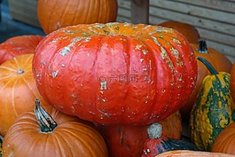南瓜,紅 zentner,胭脂 vif d ' étampes