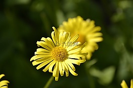 花,黃色,夏天