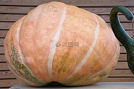 南瓜,大,關于