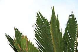 帕爾馬,植物,綠色