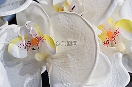 花,蘭花,盛開