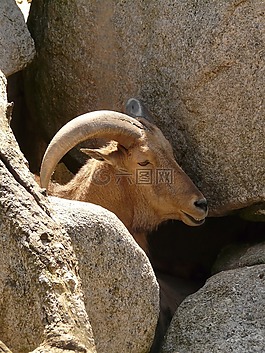 鬃毛斯普林格,aoudad 羊,哺乳動物