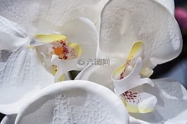 花,蘭花,盛開