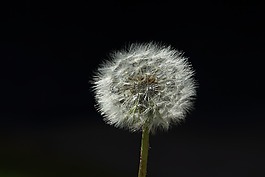 蒲公英,春天,背光