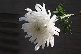 菊花,喪,文章
