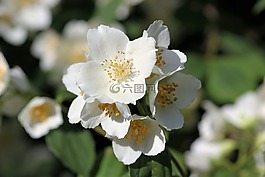 茉莉花,早上绽放,开花