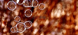 肥皂泡沫,球,肥皂水