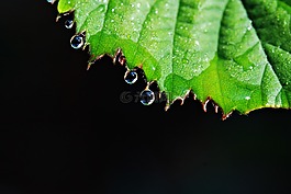 葉,滴,雨滴