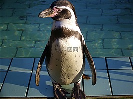 企鵝,動(dòng)物,動(dòng)物園