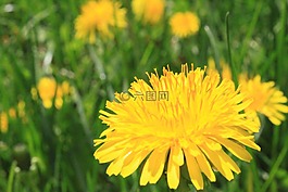 蒲公英,花,夏季