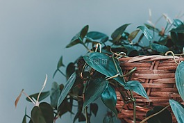 葉子,綠色,植物