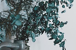 葉子,綠色,植物