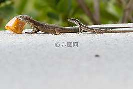 蜥蜴,飼喂,馬德拉