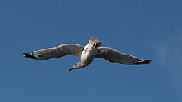 鳥,海鷗