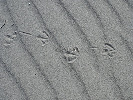 沙海灘,痕跡,海鷗腳