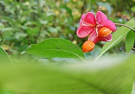 花卉,宏,美麗的花