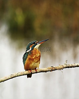 翠鳥(niǎo),女性,鳥(niǎo)