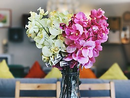 花,花瓣,盛開