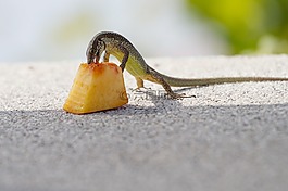 蜥蜴,飼喂,馬德拉
