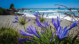 海灘,新西蘭,南島