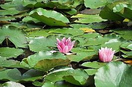 睡蓮,荷花池,池塘