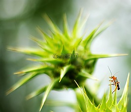 昆虫,格里,运动