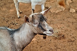 山羊,動物,性質(zhì)